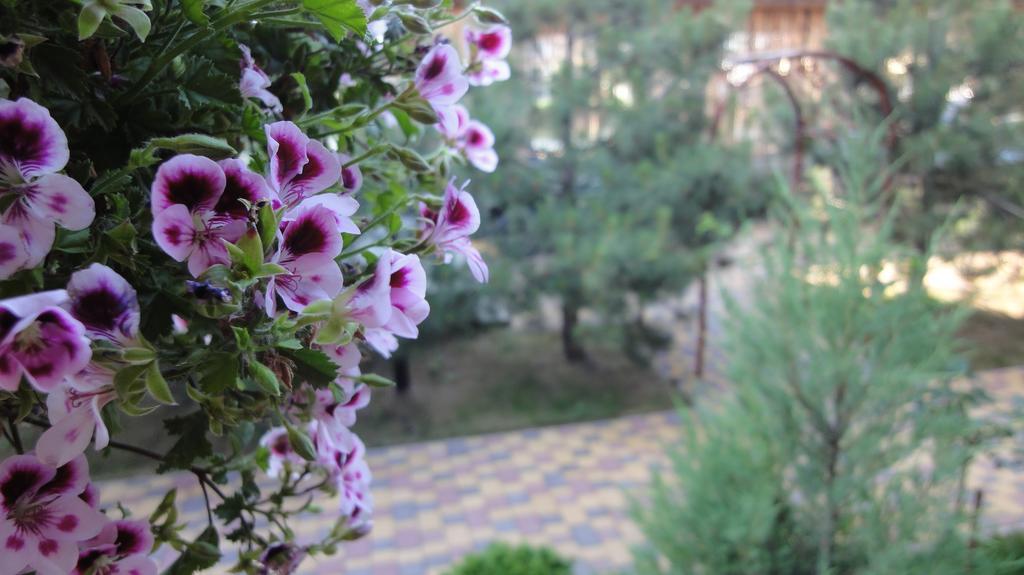 Villa Sosnovy Bor Zatoka Esterno foto